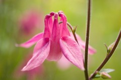 Ancolie des jardins - Aquilegia Vulgaris