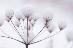 Fleur de berce recouverte de neige - Heracleum