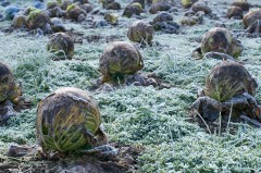 Choux recouverts de gelée blanche