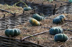 Citrouilles cultivées sur plessis de châtaignier