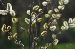 Chatons d'aulne glutineux - Alnus glutinosa