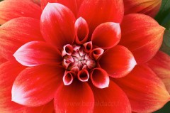 Fleur de dahlia rouge