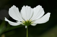 Fleur de Cosmos blanc - Cosmos bipinnatus