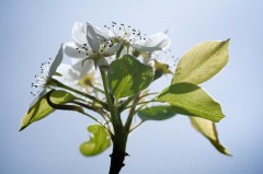 Fleur de poirier à contre-jour - Pyrus communis