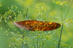 Feuille de saule sur une fleur de fenouil