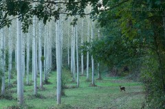 Chevreuil dans un sous-bois