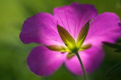 Fleur de géranium à contre-jour