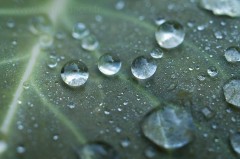 Gouttes d'eau sur une feuille de chou