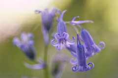 Jacinthe des bois - Hyacinthoides non-scripta