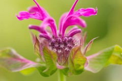 Monarde ‘Scorpion’ - Monarda didyma