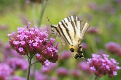 Papillon Flambé sur une verveine de Buenos Aires - Iphiclides podalirius