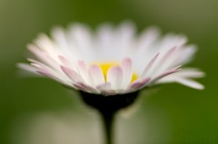 Pâquerette - Bellis perennis