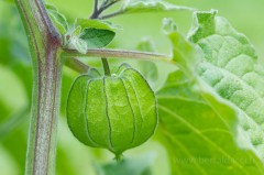 Coqueret du Pérou - Physalis peruviana