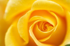 Rose jaune en gros plan