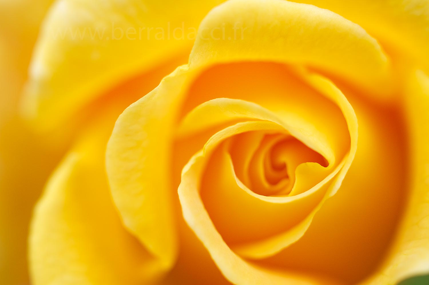 rose-jaune.jpg