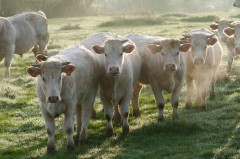 Vaches dans un pré à l