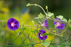 Volubilis - Ipomoea purpurea